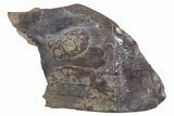 Fossil Tyrannosaur (T rex) Tooth Fragment - Wyoming #357034-1